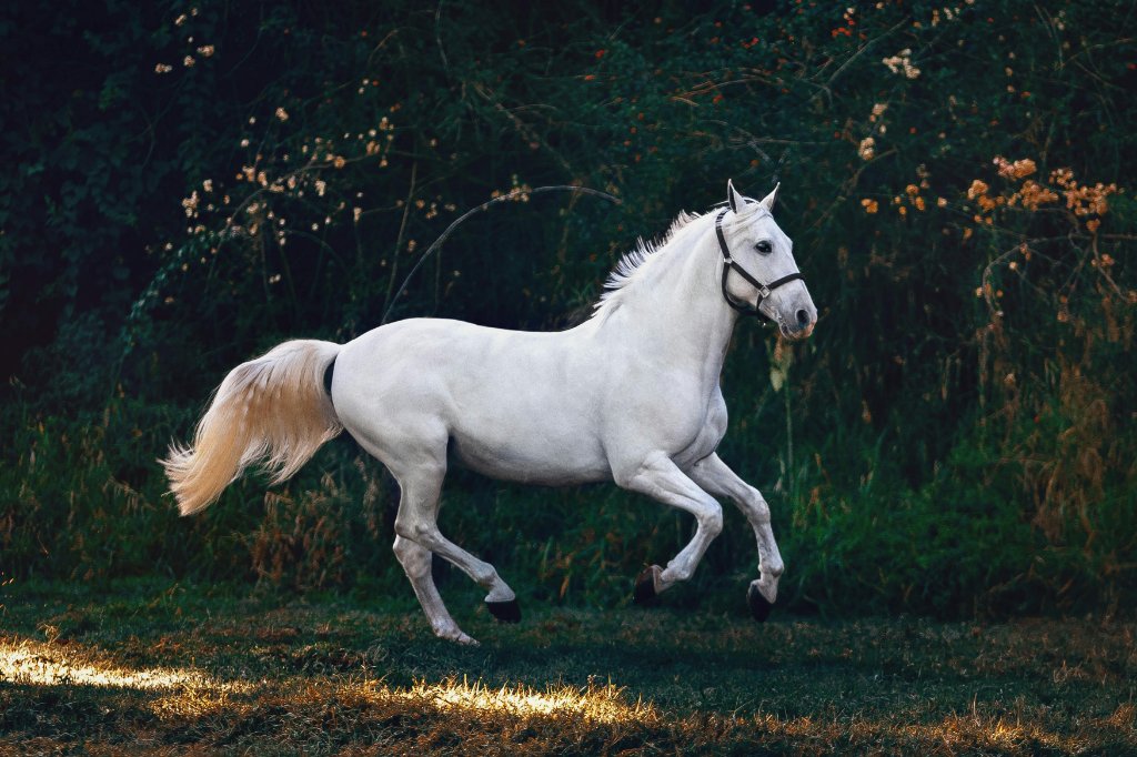 Buying Horse Property in Wellington, FL: Farms, Barns and the Equestrian Neighborhoods