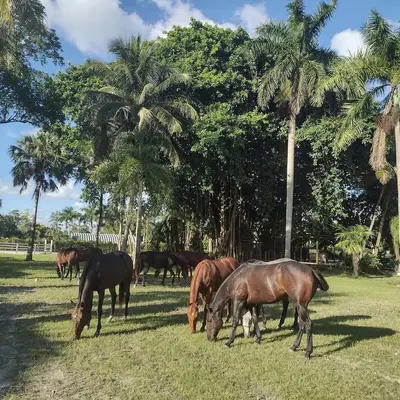 1100 D Road, Loxahatchee Groves – Agriculture for sale