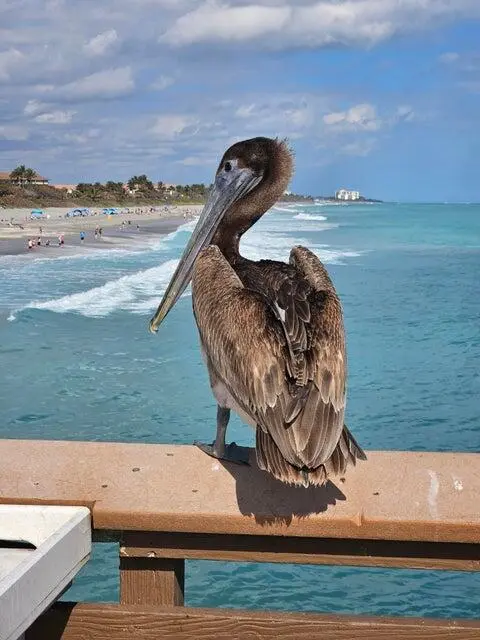 Juno Pier at 1206 Mainsail Circle, Jupiter