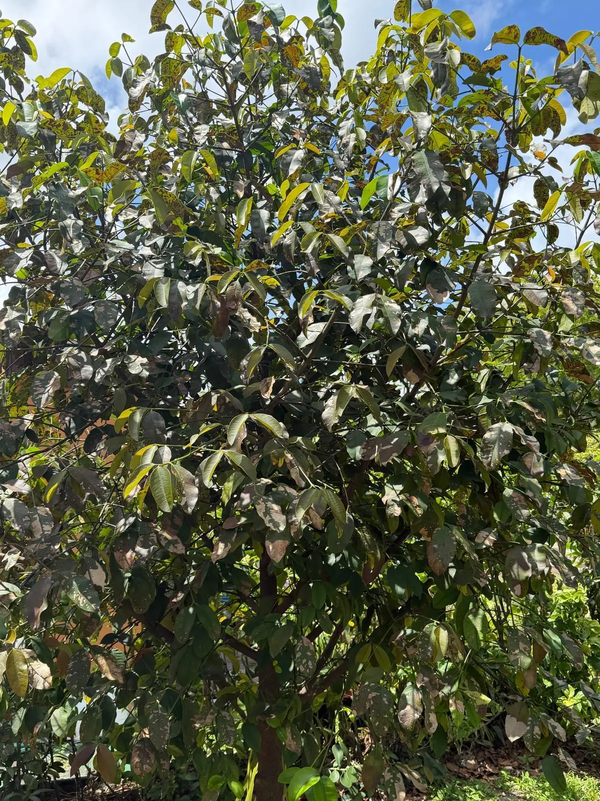 ACHACHA FRUIT TREE at 1674 NE 169th Street, North Miami Beach