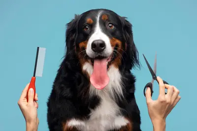 Animal Grooming in Stuart – business for sale in Stuart, FL