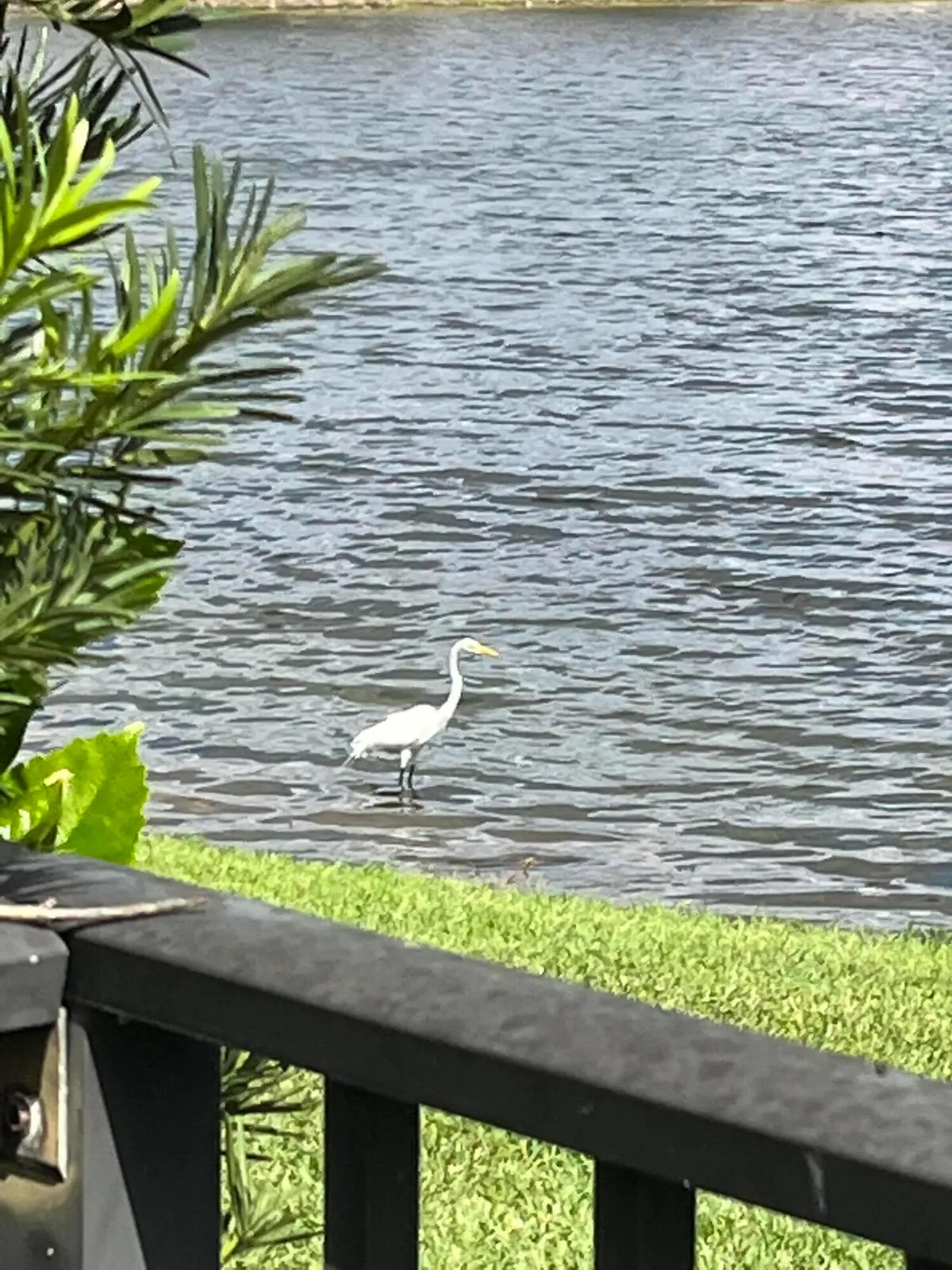VCW backyard3 at 17921 Villa Club Way, Boca Raton