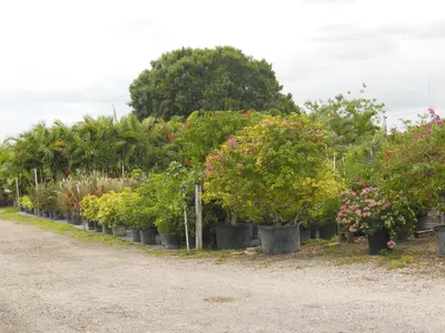Agriculture, Retail, Wholesale in Boynton Beach – business for sale in Boynton Beach, FL