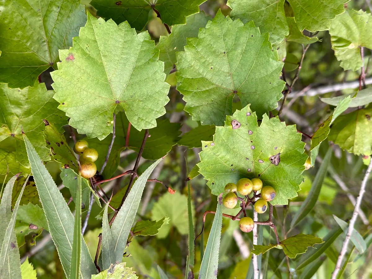 3-muscadines_grape_vines at 27325 SW Tommy Clements Street, Indiantown