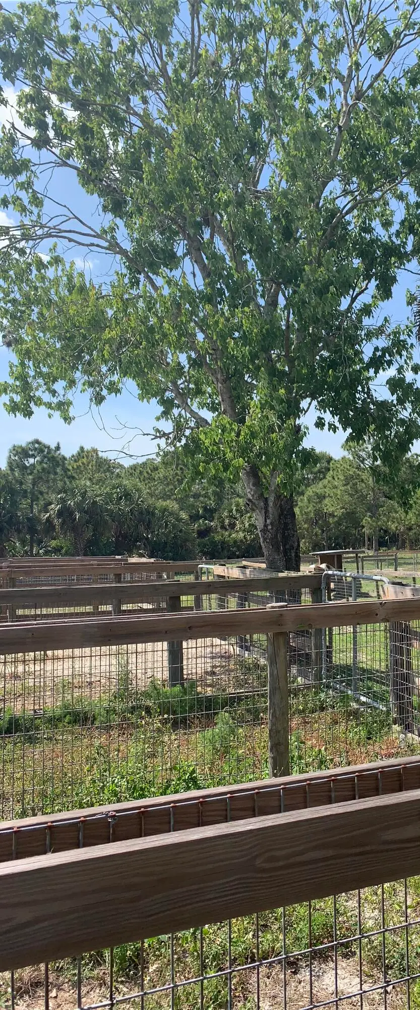 run outs at 26105 SW 86th Street, Indiantown