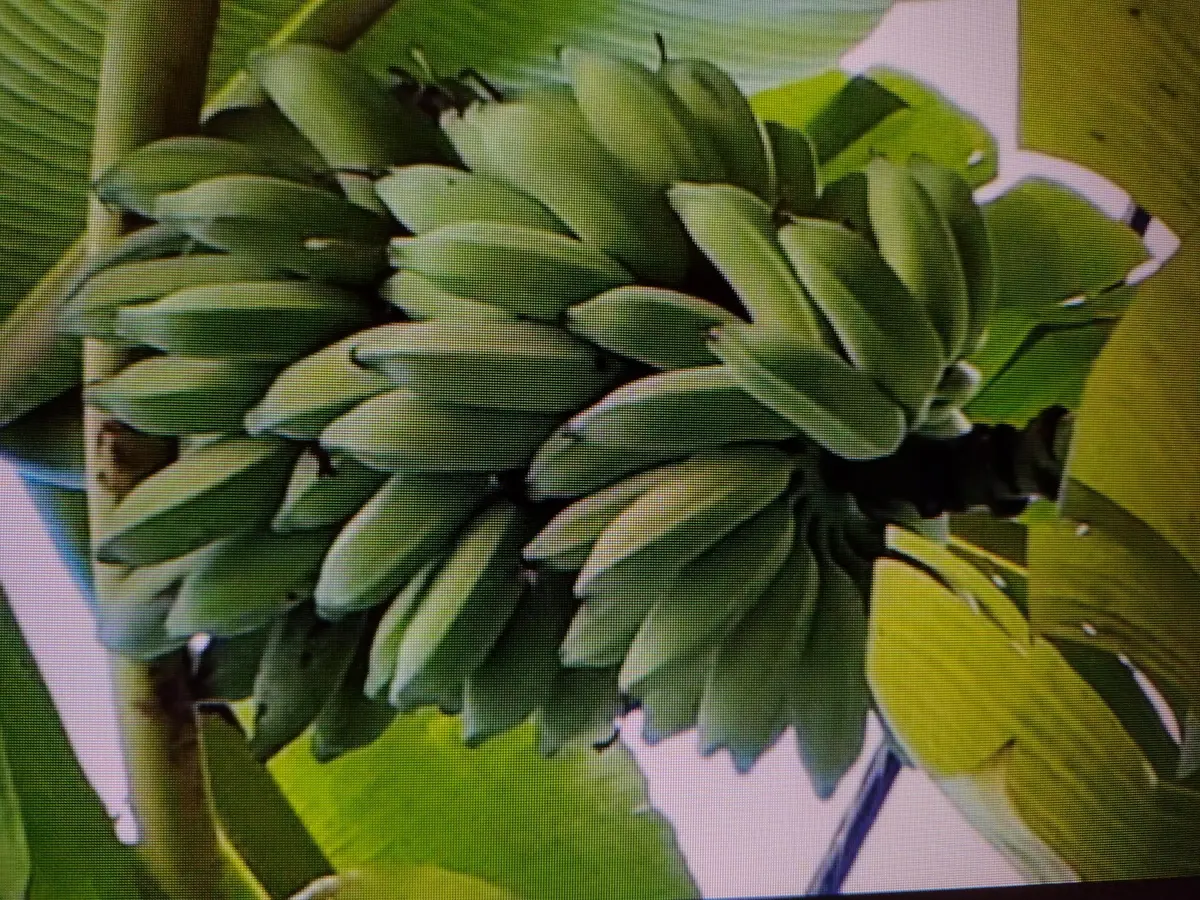 BANANA TREES STILL ON PROPERTY at 13859 OKEECHOBEE Boulevard, Loxahatchee Groves