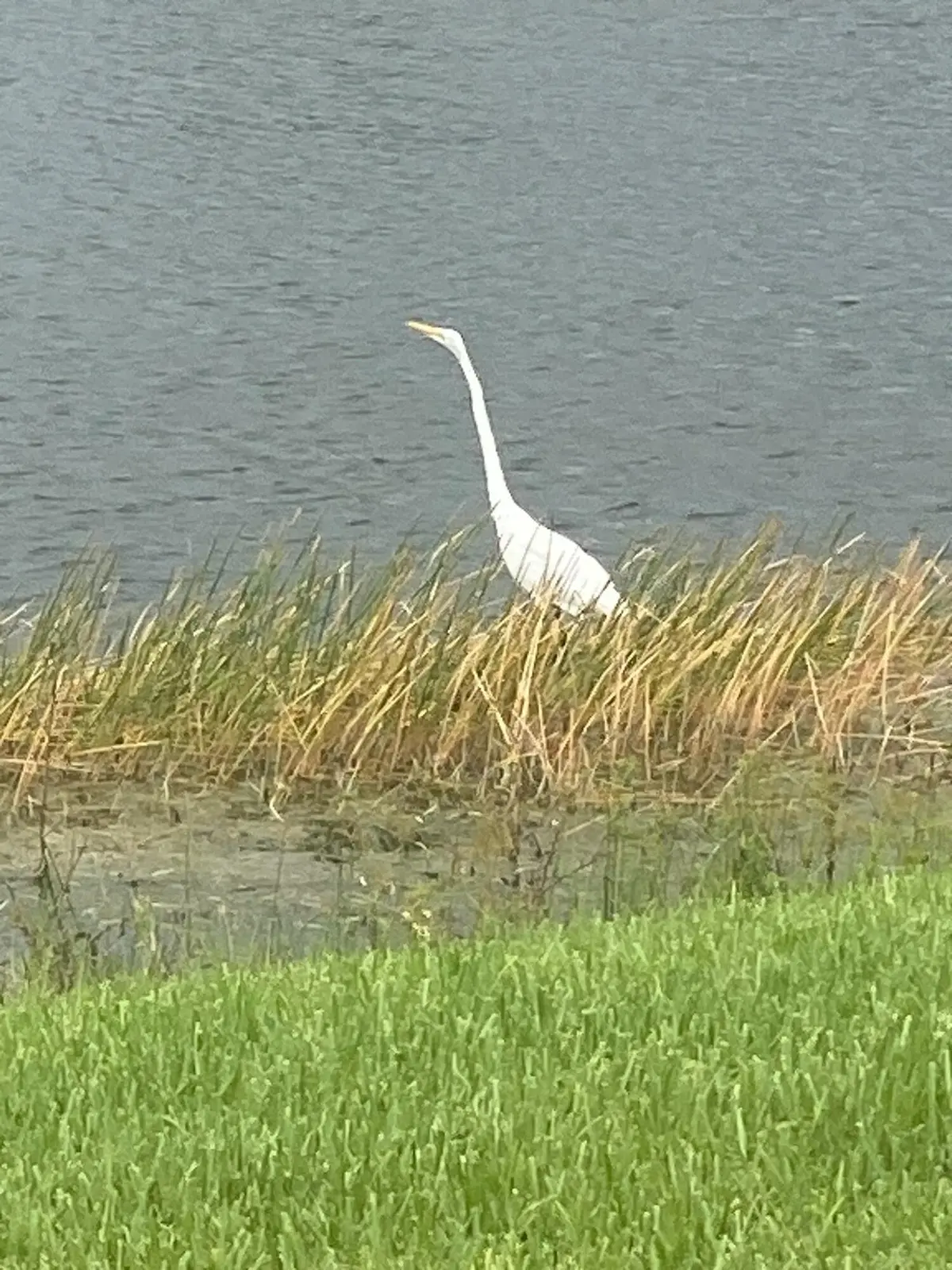 12024 wildlife 1 at 12024 SW BAYBERRY Avenue, Port St. Lucie
