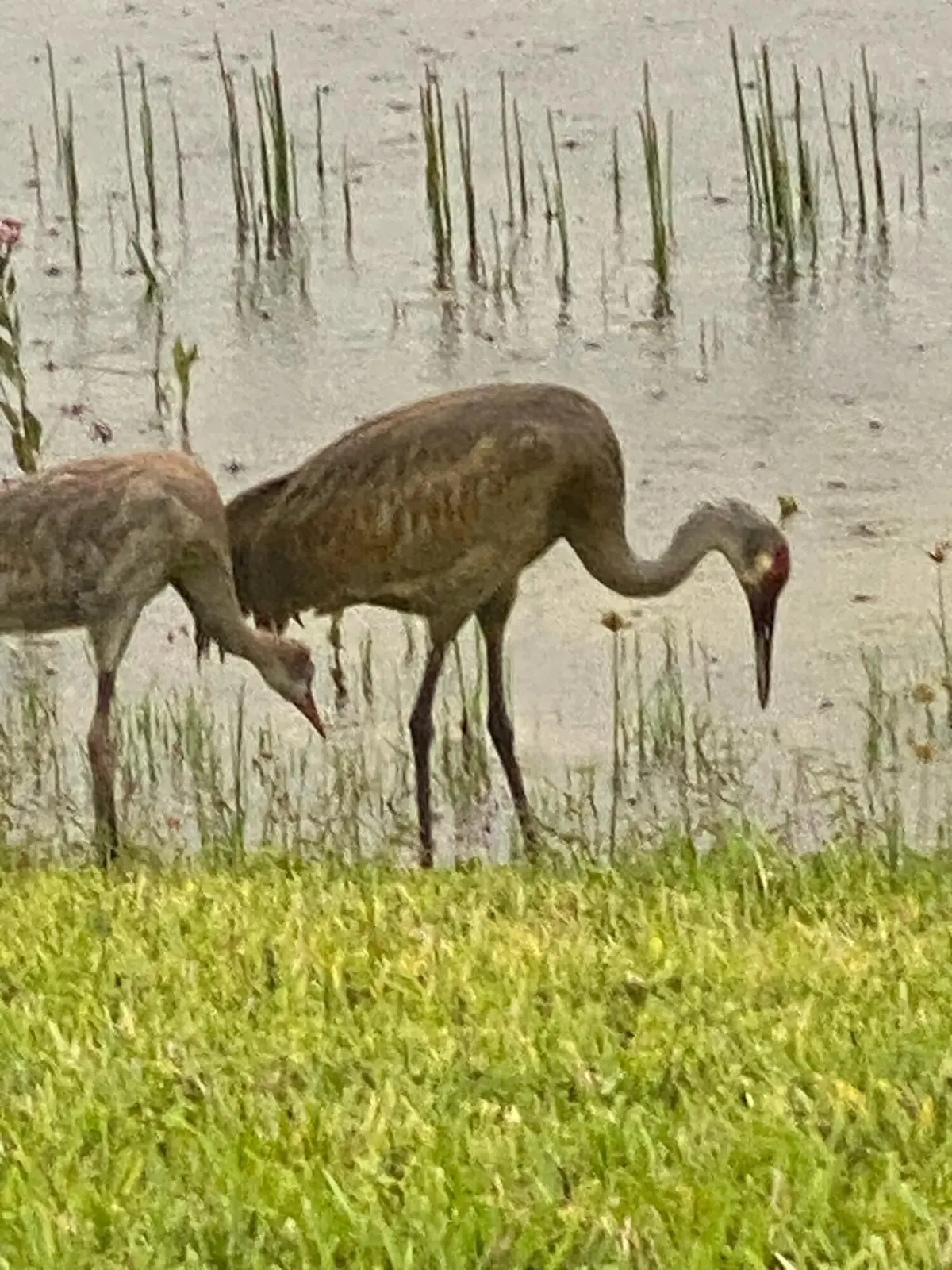 12024 wildlife 2 at 12024 SW BAYBERRY Avenue, Port St. Lucie