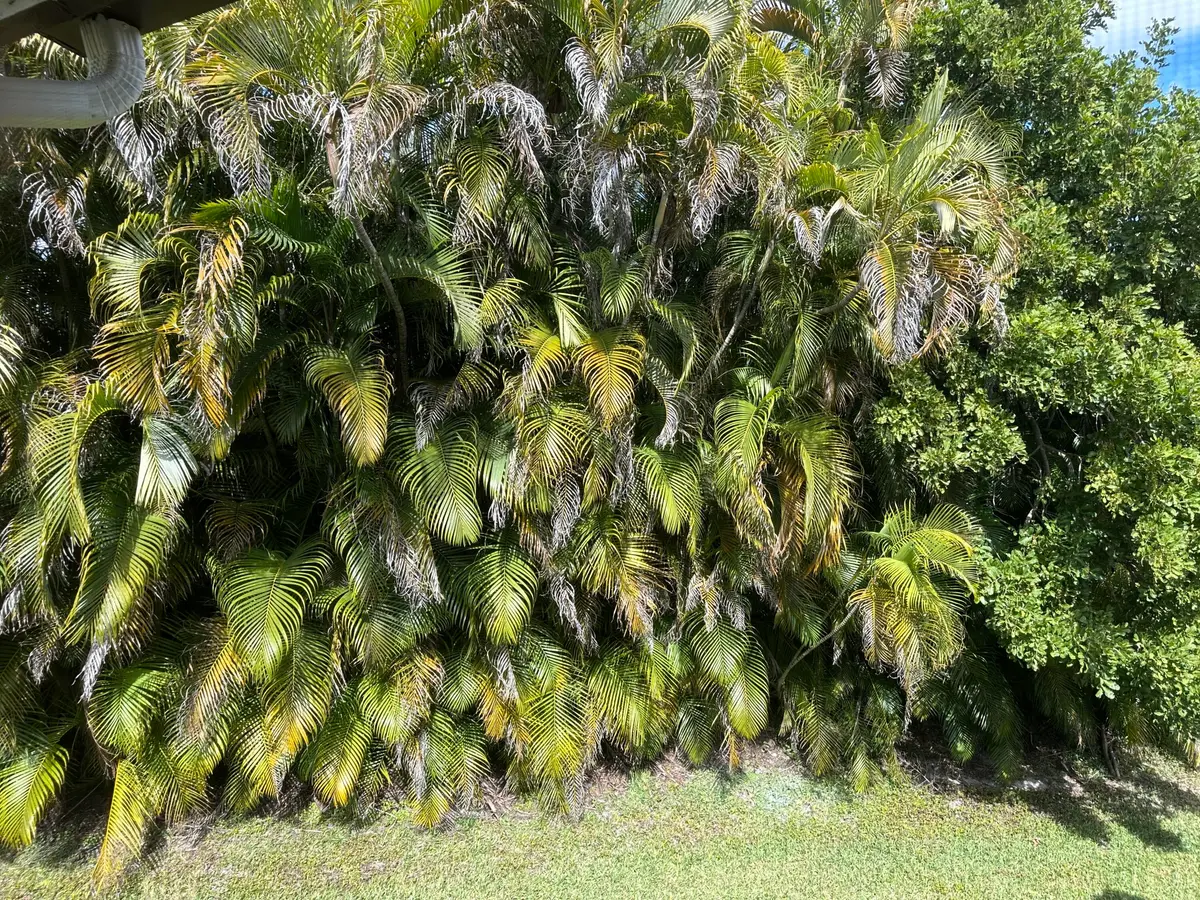 TREES IN BACK OF CONDO at 5951 Parkwalk Drive, Boynton Beach